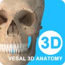 維薩里3D解剖