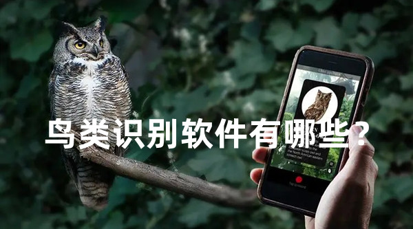 鳥類識別軟件有哪些？可識別鳥類的app推薦！